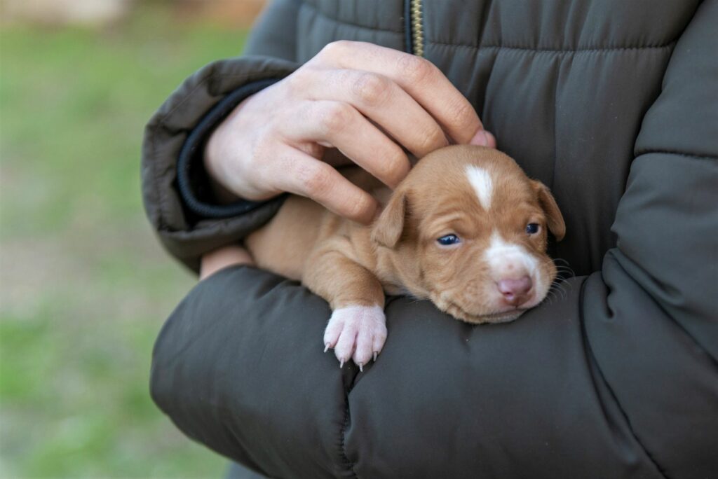 Un chiot podenco andalou