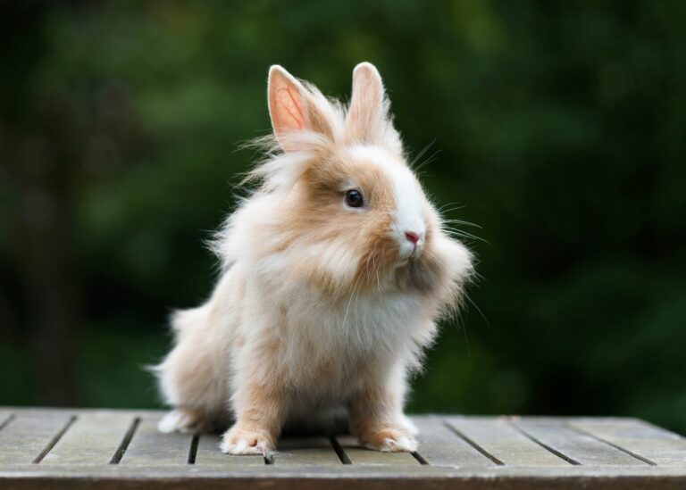 Un lapin tête de lion à la belle crinière