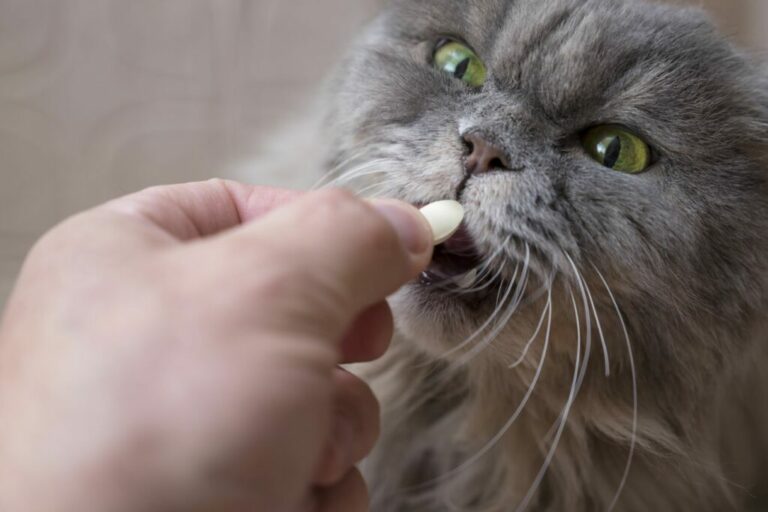 Un chat et son médicament