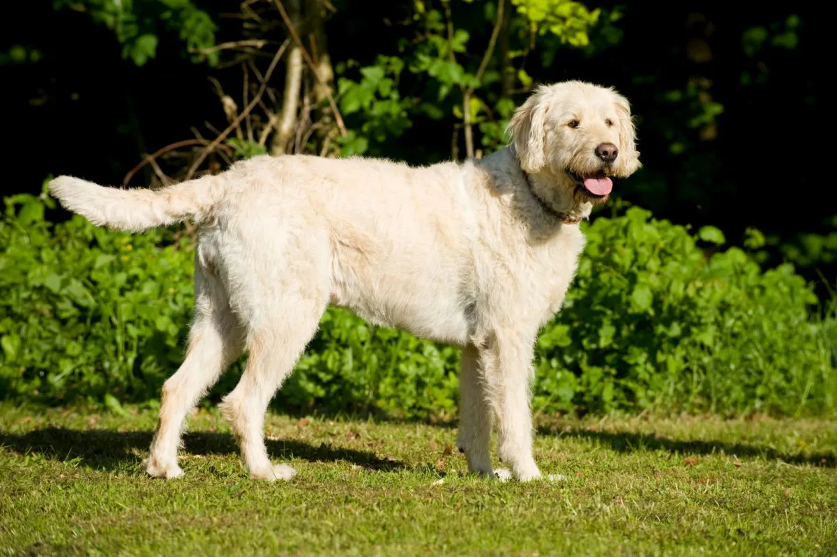 labradoodle