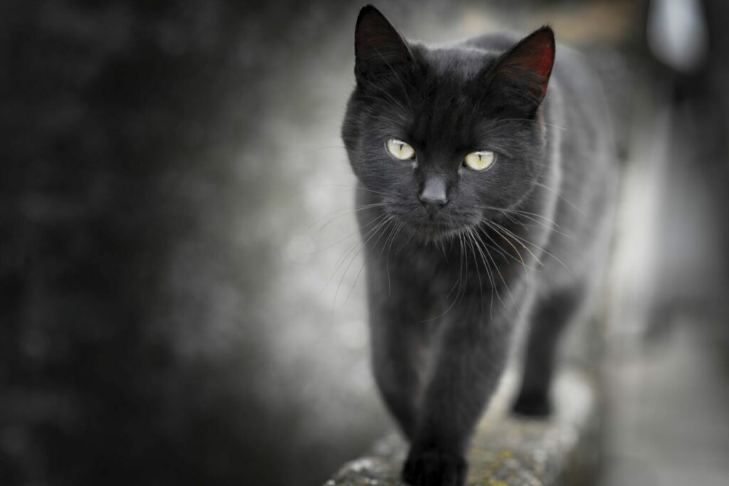 Le chat noir : un merveilleux animal de compagnie