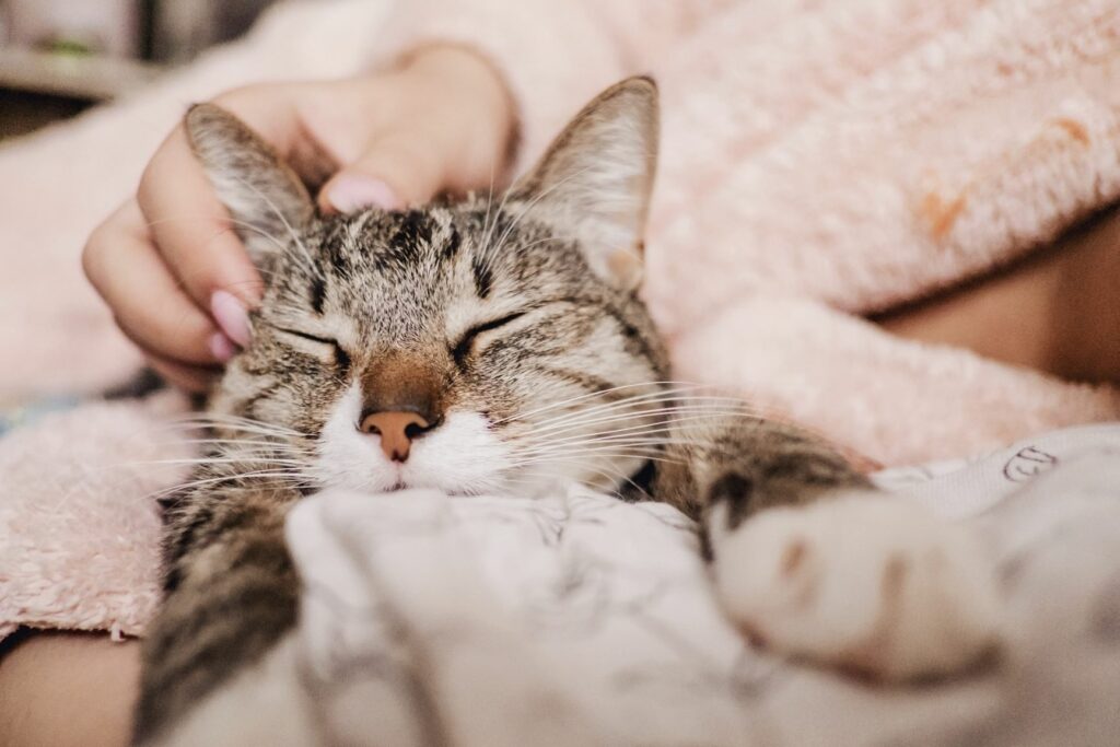 Un chat qui ronronne