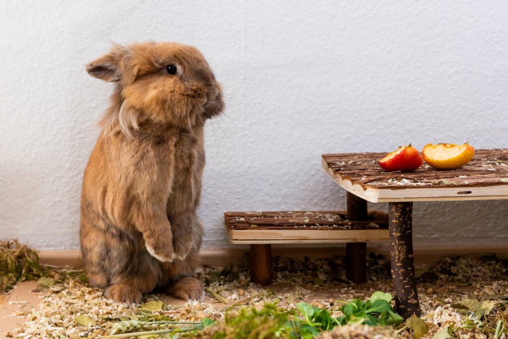 Lapin tête de lion et de la nourriture