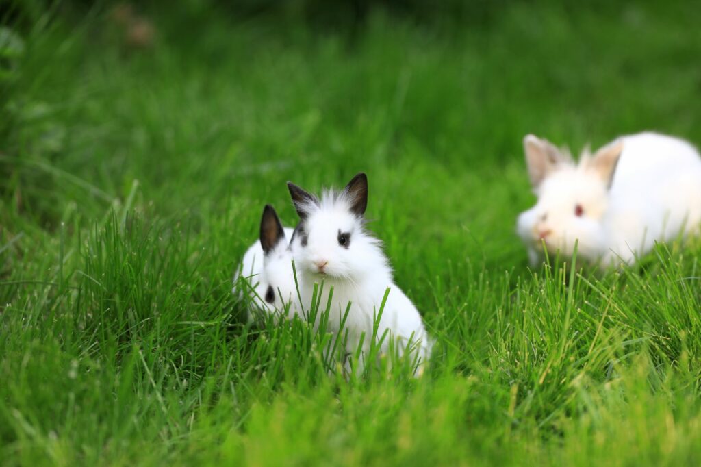 Lapins tête de lion dans l'herbe