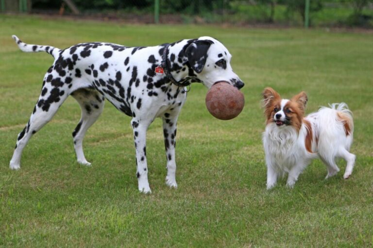 deux chiens qui s'entendent bien