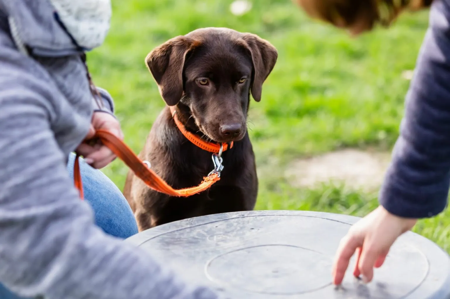 Un chiot en développement