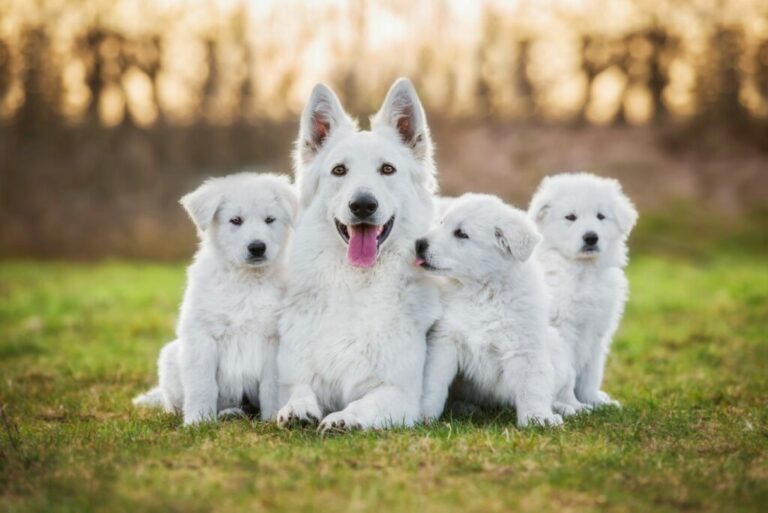 Chiots en plein développement