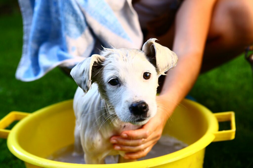 Bain d'un chiot