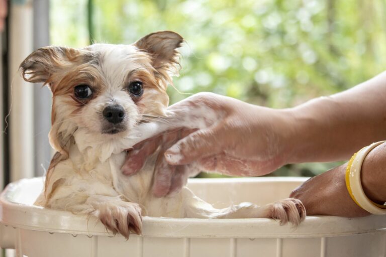 Bain d'un chiot blanc