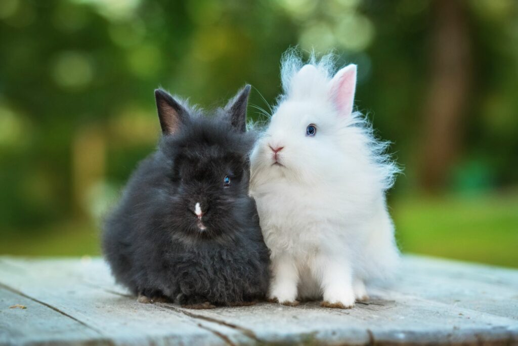 Lapins nains angora blanc et noir