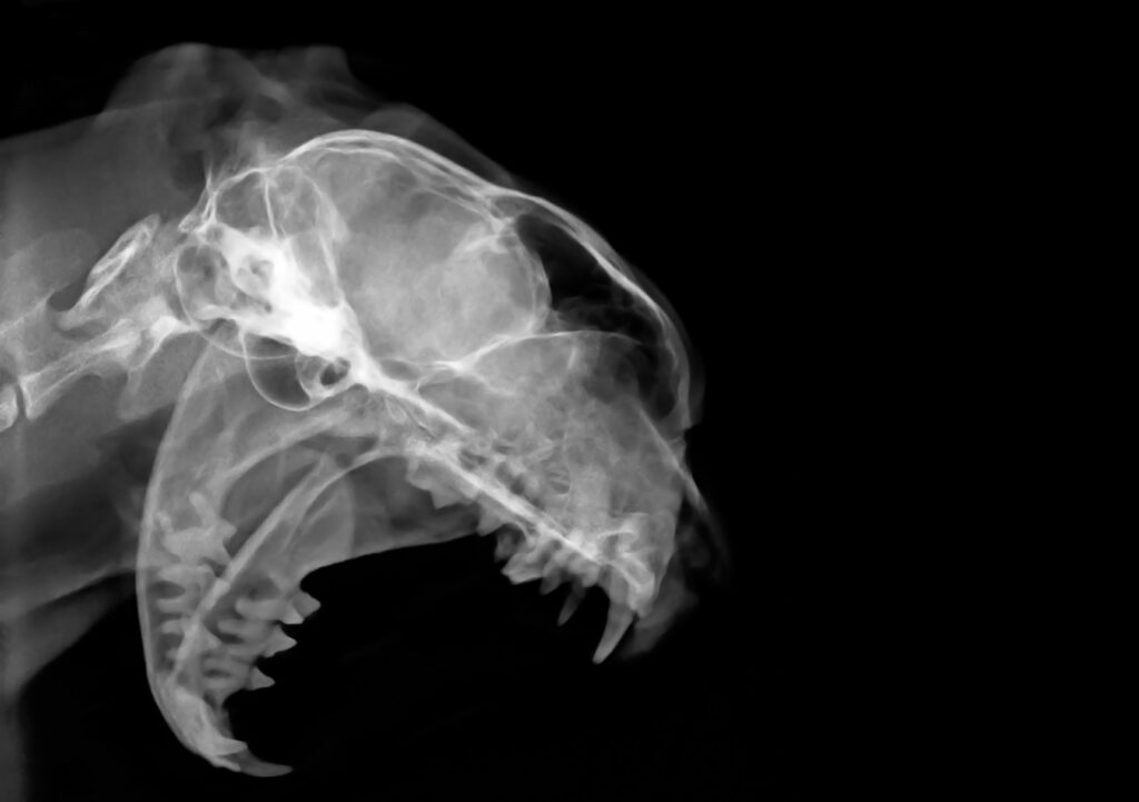 radiographie d'une résorption dentaire chez le chat