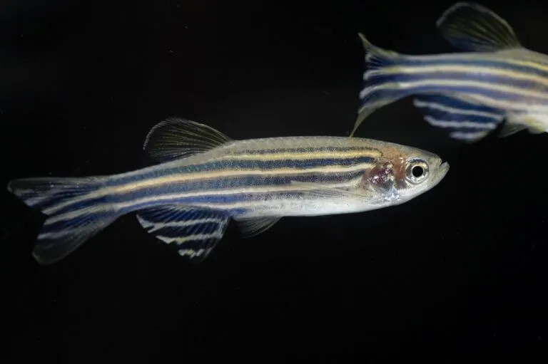 poisson zebre (danio rerio)