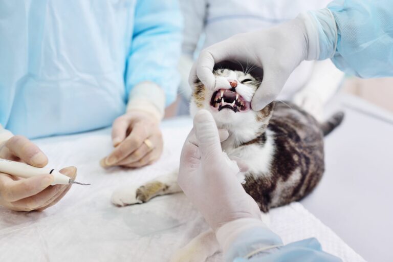 vétérinaire traite un chat pour des résorptions dentaires