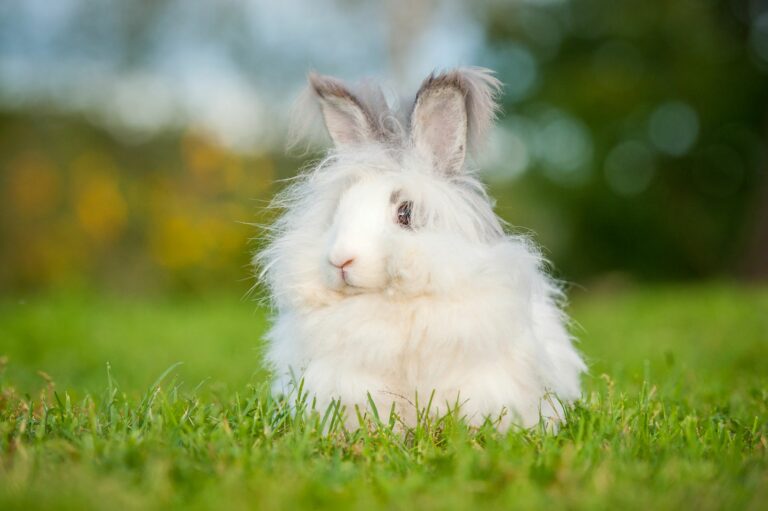 Lapin nain angora blanc