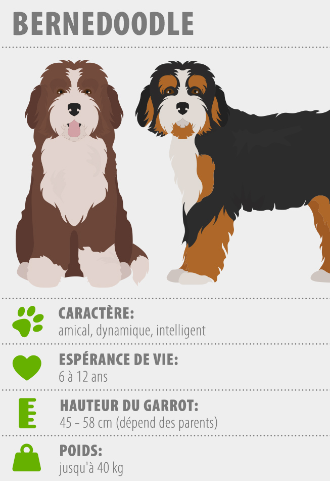 image des principales infos sur le bernedoodle