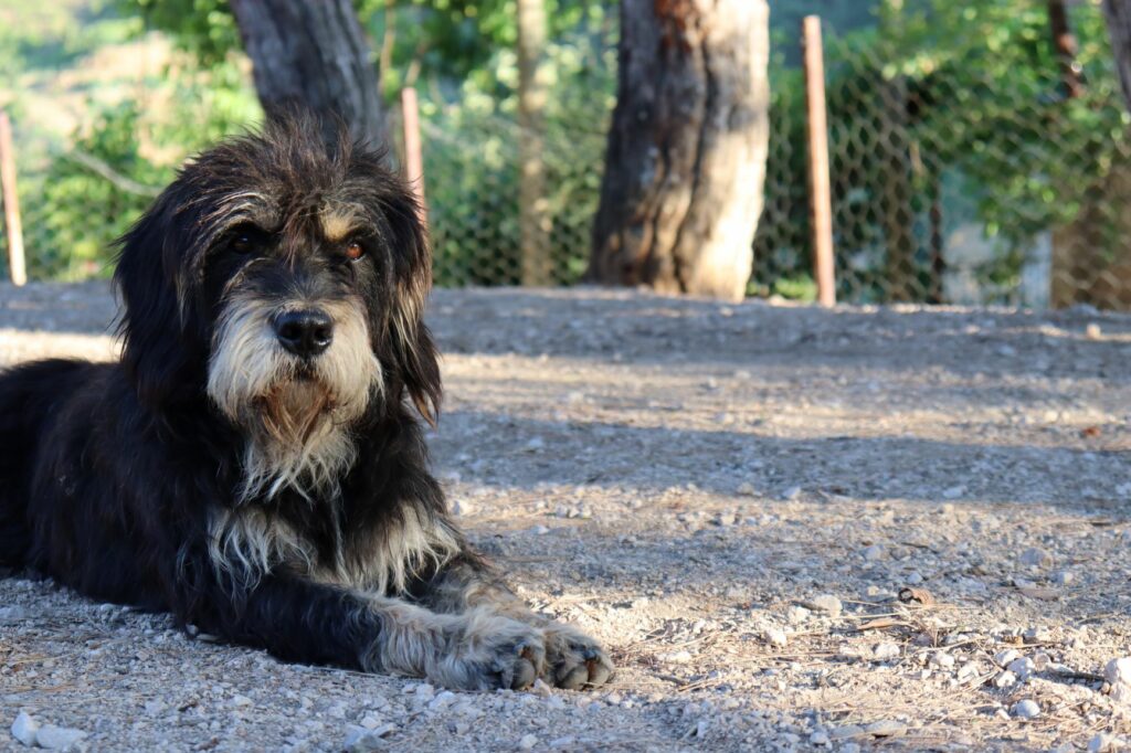 Un bernedoodle au poil long