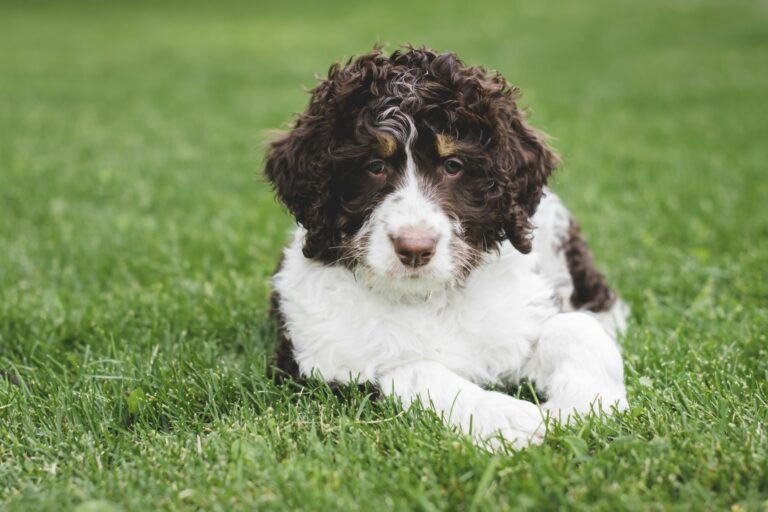 Un bernedoodle juvénile