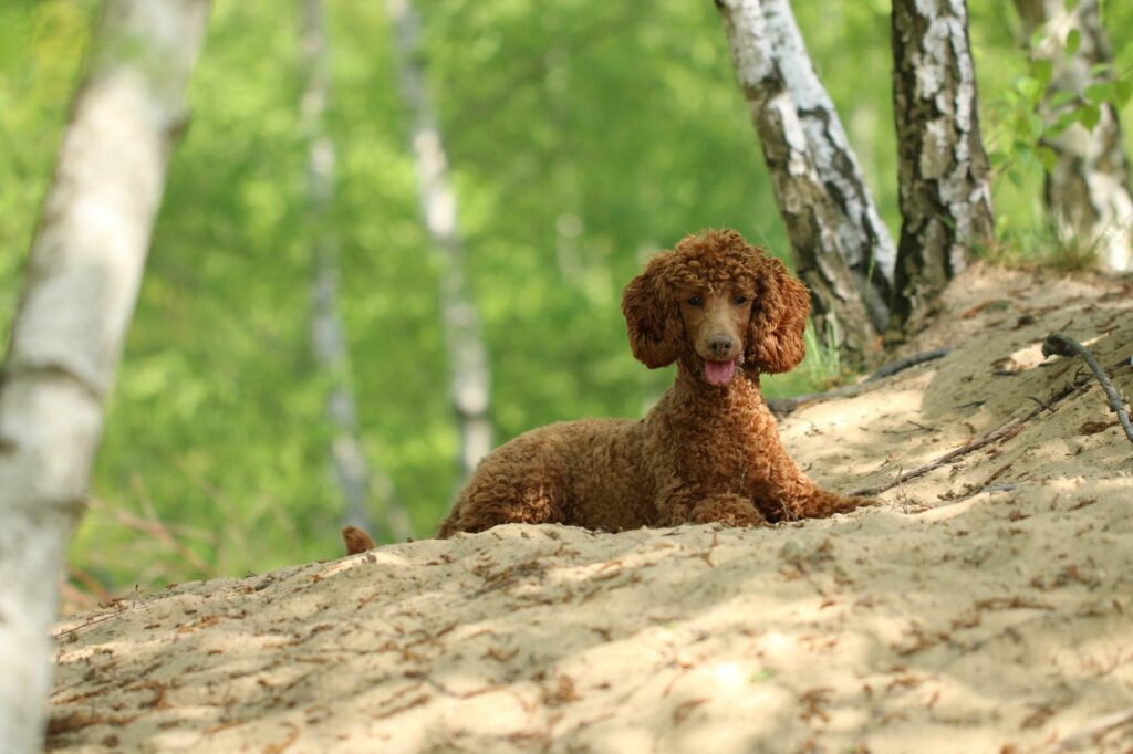 Le caniche, alternative au bernedoodle