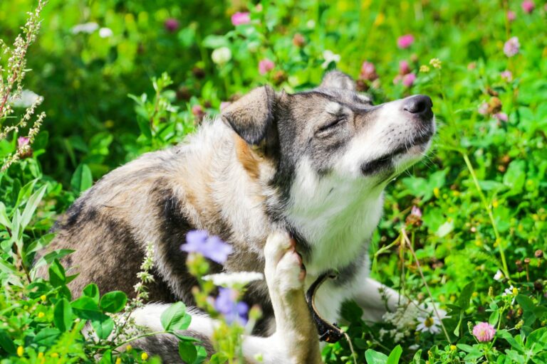 un chien avec des puces se gratte