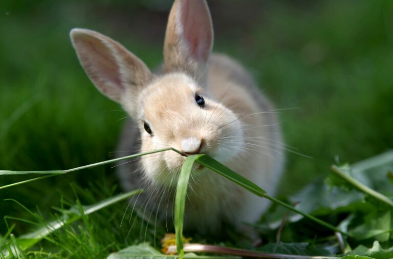 Lapin en bonne santé et la vaccination