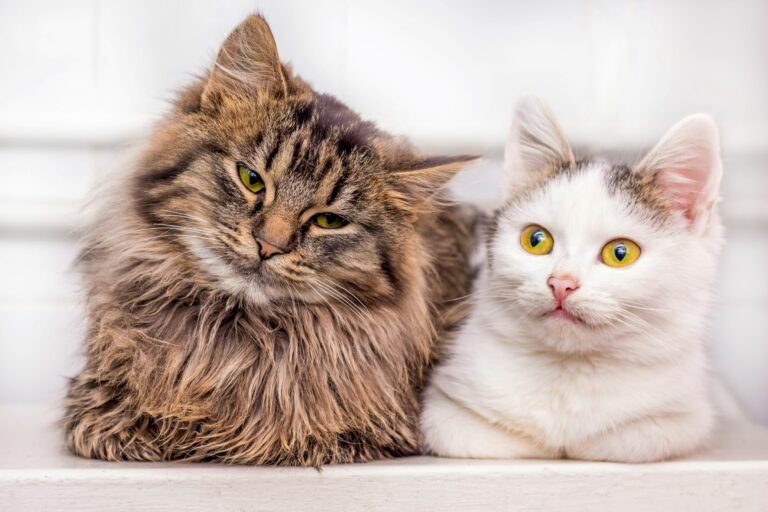 Chat de gouttière et chat de race