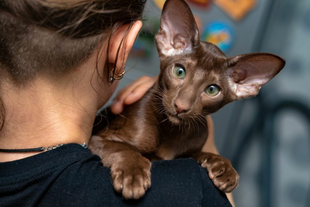 Caractère de l’oriental shorthair Un chat de race oriental shorthair et son maître