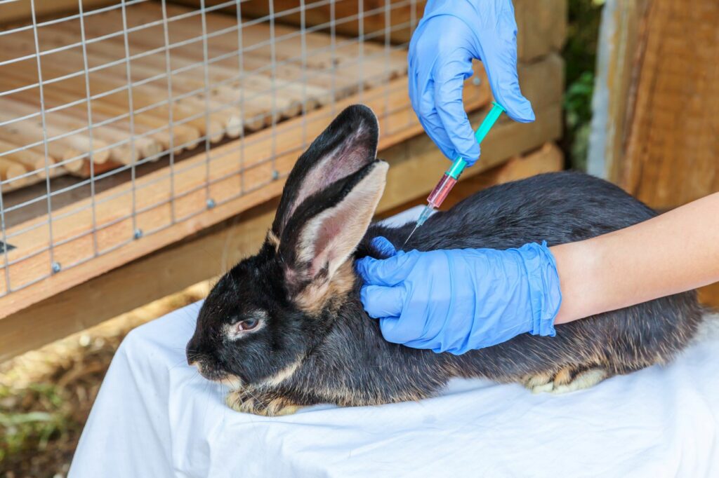 Lapin et vaccination