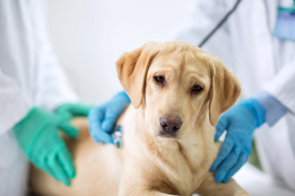 jeune chien chez le vétérinaire pour la toux de chenil