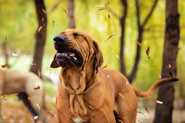 Un fila brasileiro tousse