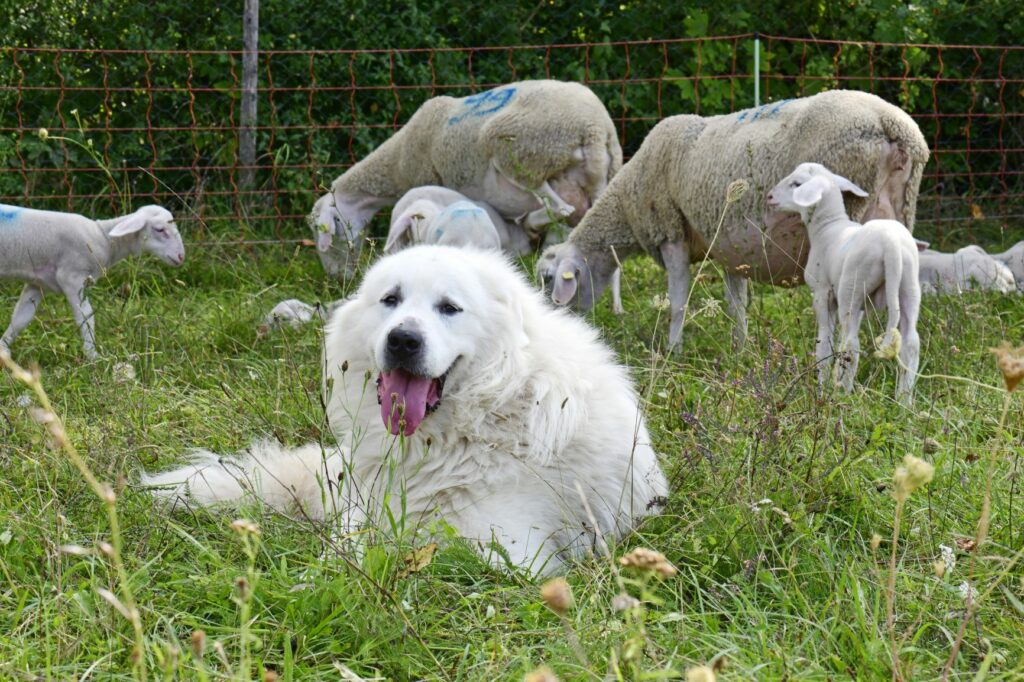 CHien de montagne des Pyrénées et moutons