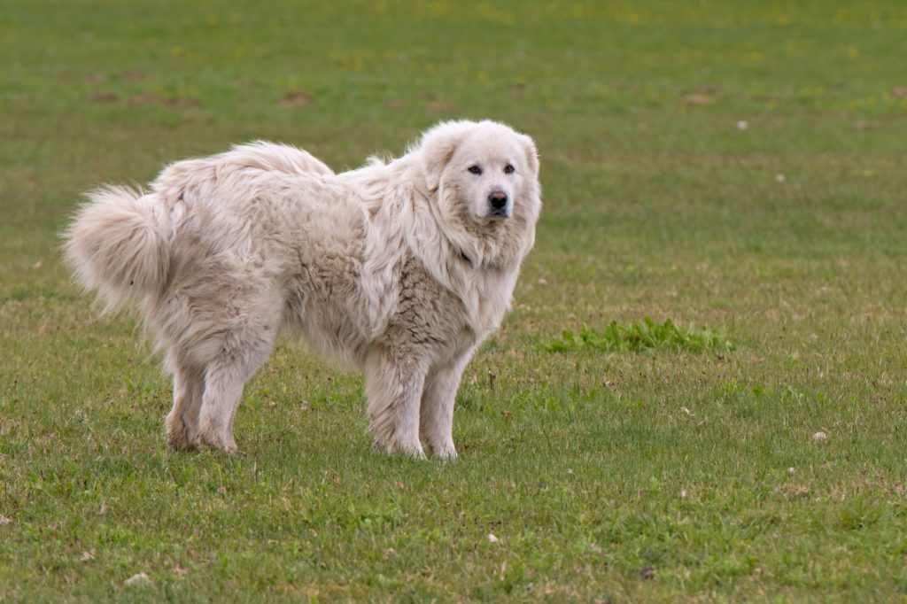 chien de montagne des Pyrénées