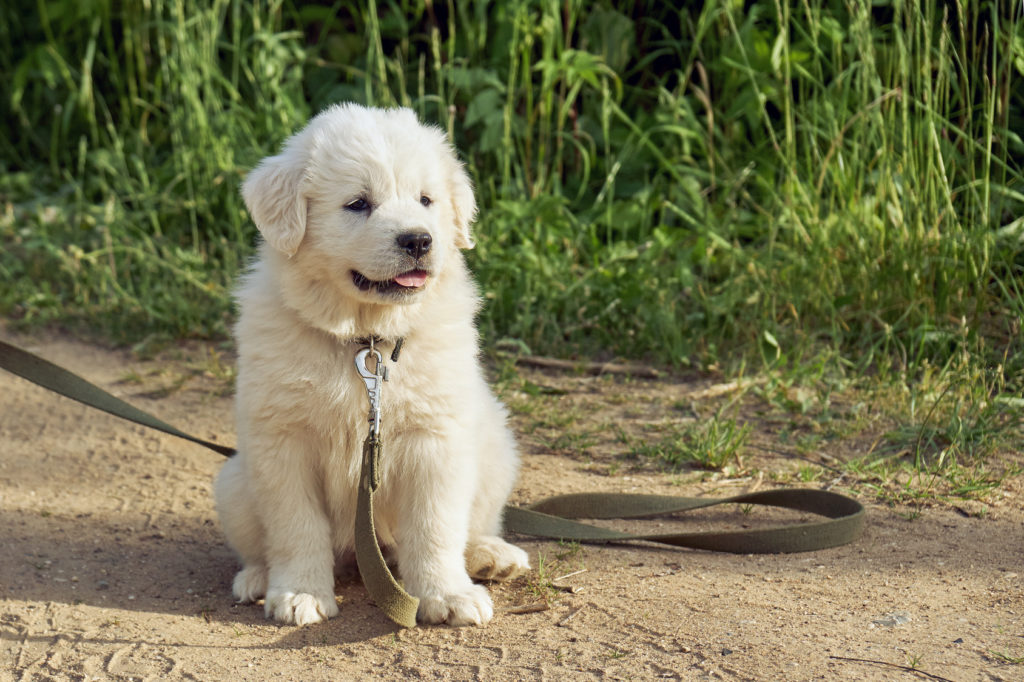 chiot de montagne des Pyrénées