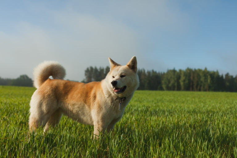 Un akita inu debout dans l'herbe