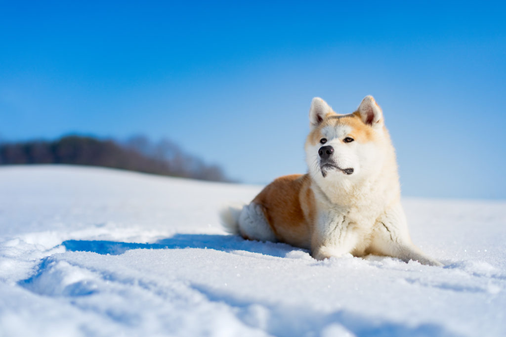 akita inu en montagne