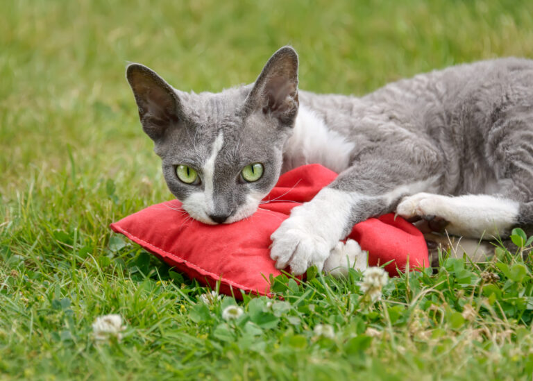 Achetez l'Herbe à Chat - Plante stimulante pour votre félin – La