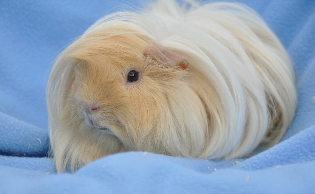 un cochon d'inde péruvien blond