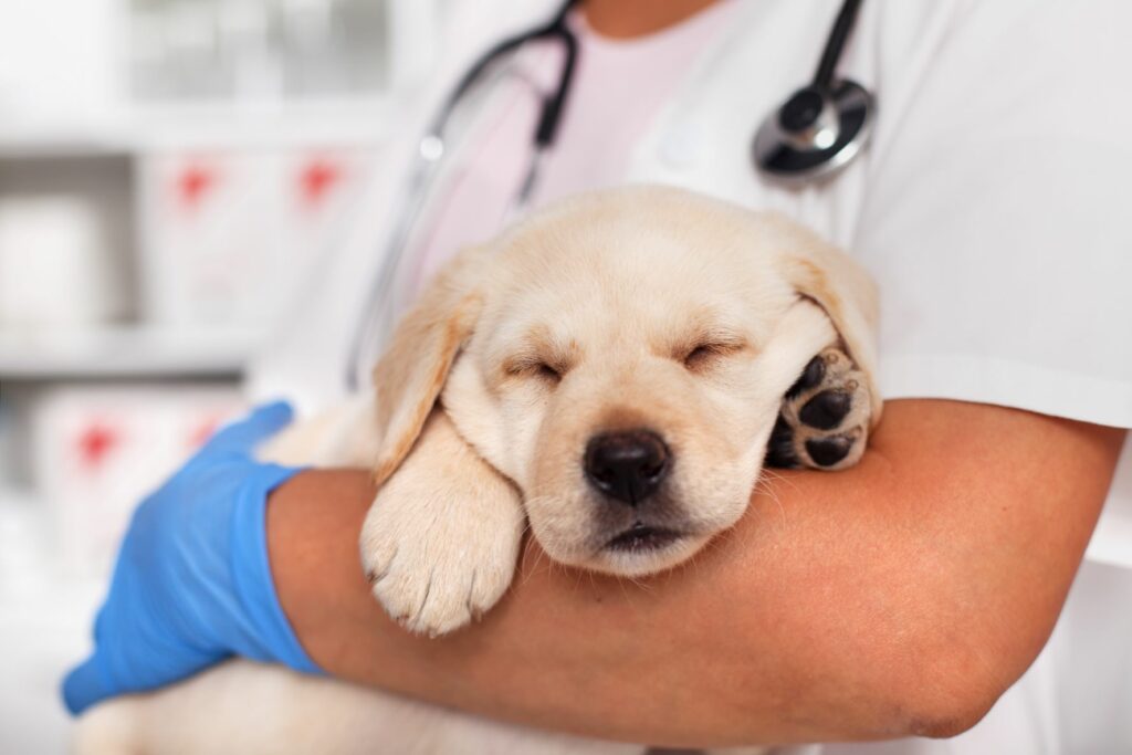 Un chiot souffre de la maladie de Carré