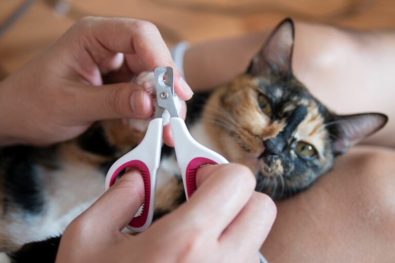 un maître coupe les griffes de son chat