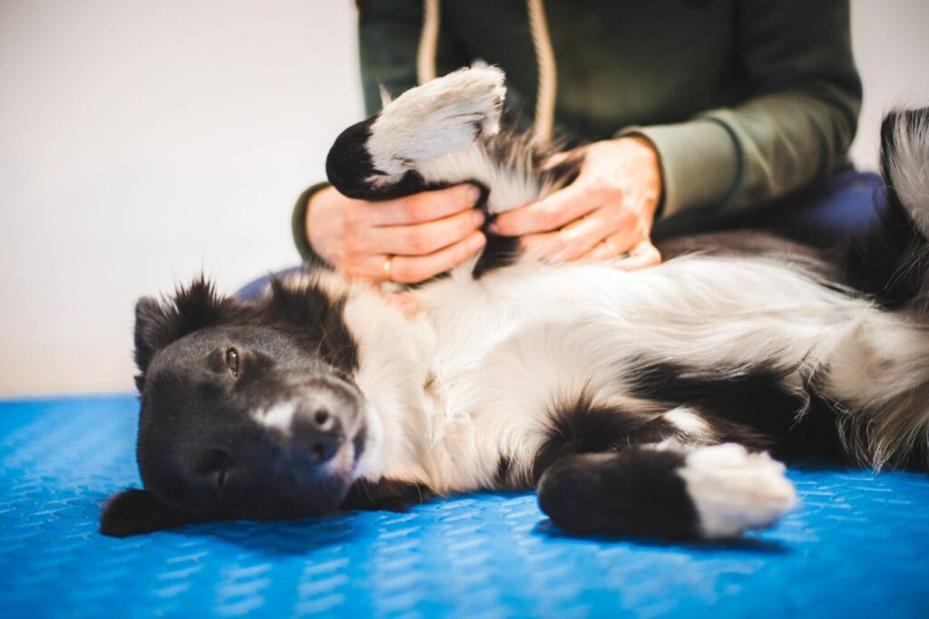 Masser son chien un chien se fait masser par son maître