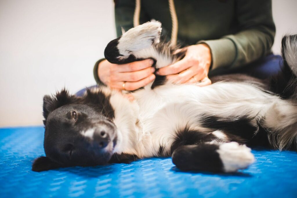 un chien se fait masser par son maître