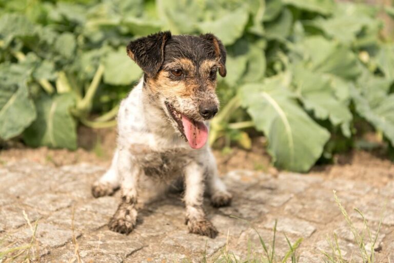 un chien assis à l'extérieur