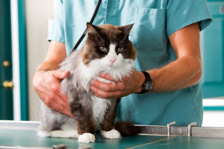 un chat souffrant de cardiomyopathie hypertrophique chez le vétérinaire
