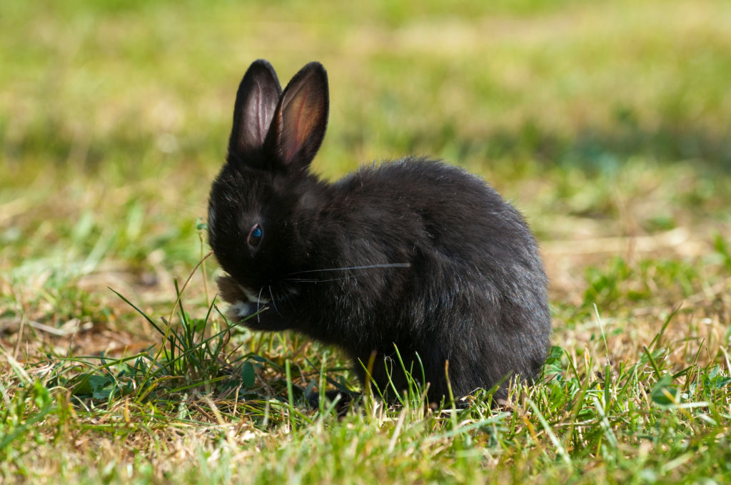 un lapin noir dans l'herbe