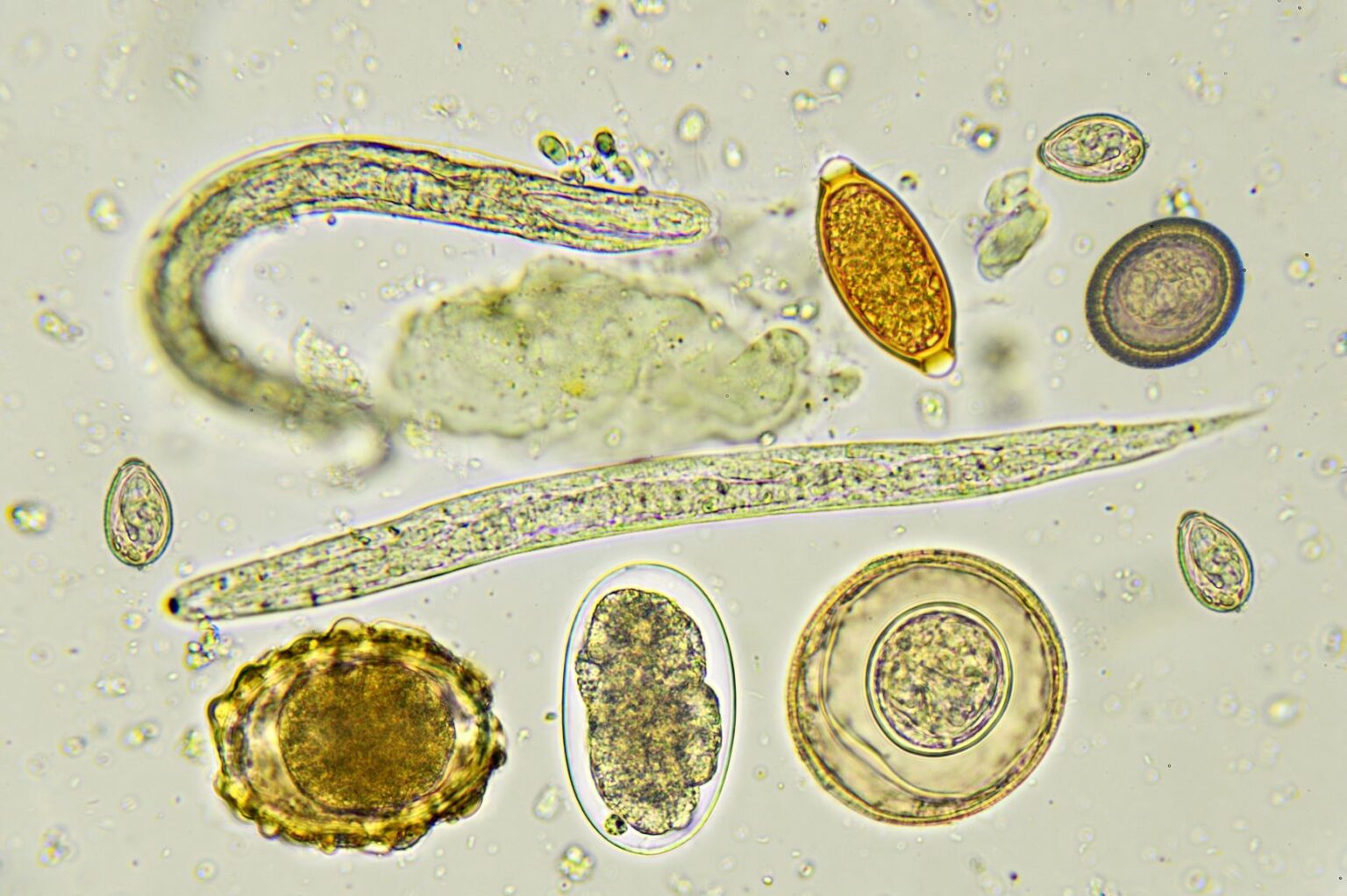 vue au microscope de vers chez le chien