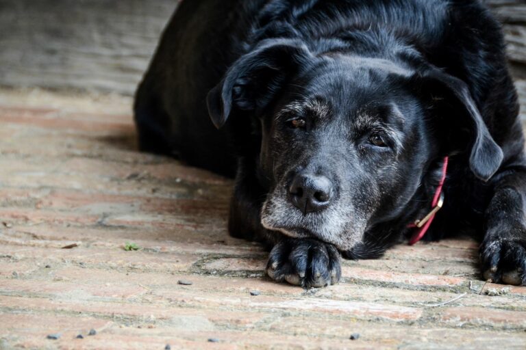 chien âgé qui souffre de sénilité