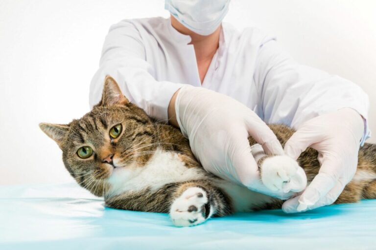 un chat se fait soigner par un vétérinaire