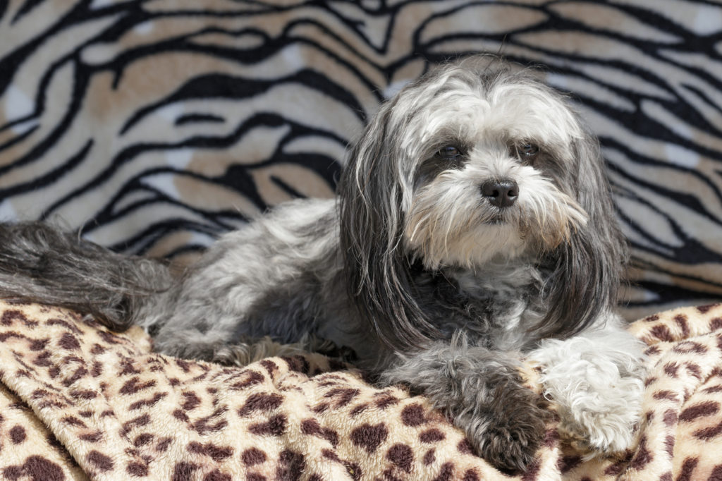 un chien de race bolonka zwetna