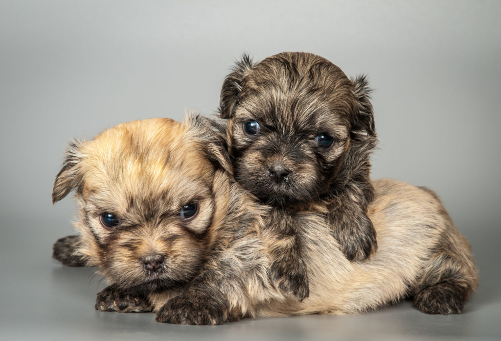 deux chiots de race bolonka zwetna