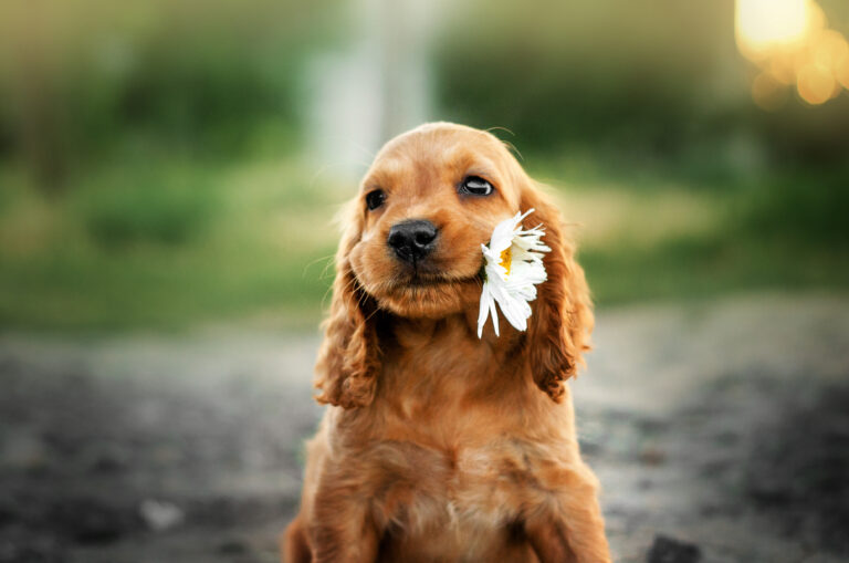 chiot american cocker spaniel