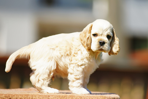 un jeune chien cocker américain